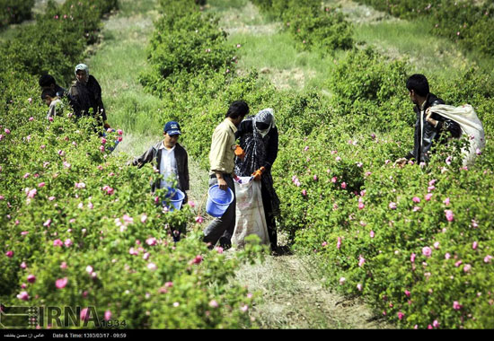 عکس: برداشت گل محمدی