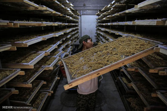عکس: کارخانجات تولید مواد غذایی در چین‎