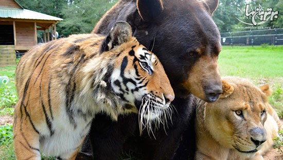 عکس: رفاقت 15 ساله شیر و ببر و خرس!