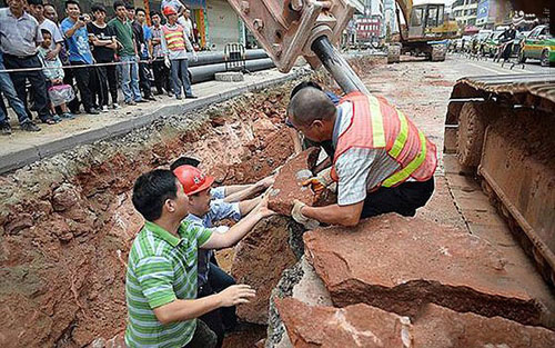 عکس: کشف تخم‌ دایناسور در چین