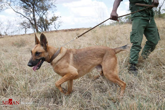 حیات وحش تانزانیا