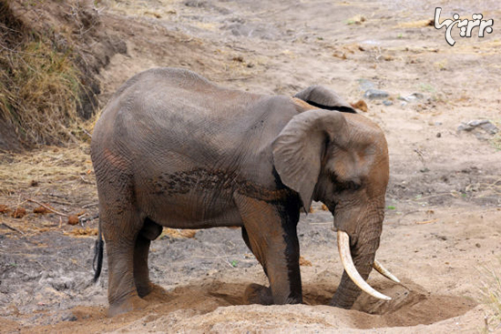 ۱۳ کار باورنکردنی که فیل‌ها می‌توانند انجام دهند!