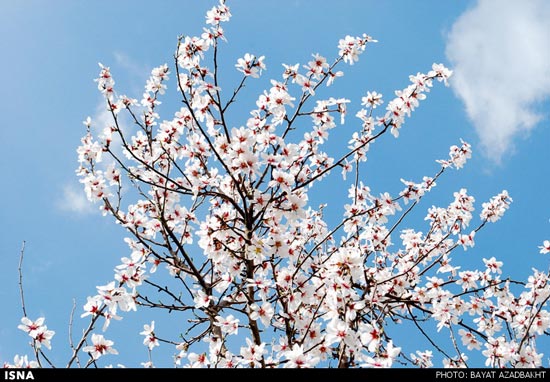 عکس: شکوفه‌های بادام در لرستان