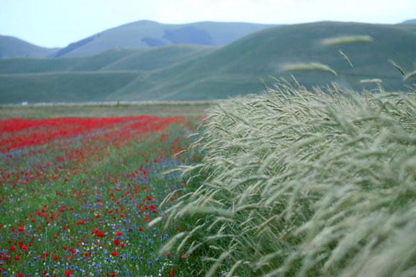 مزارع خیره‌کننده گل در ایتالیا