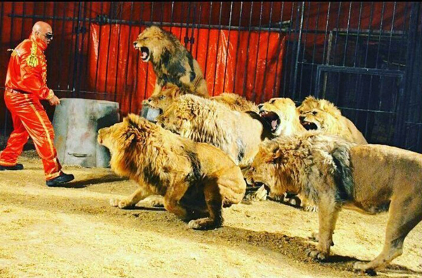 داریوش، پیرترین شیر جهان در شیراز جان سپرد