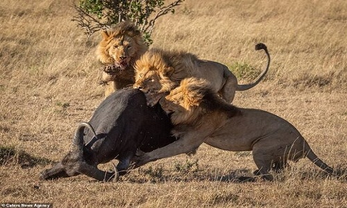 لحظه‌ای که شیر‌ها بوفالو را از پا درمی‌آورند
