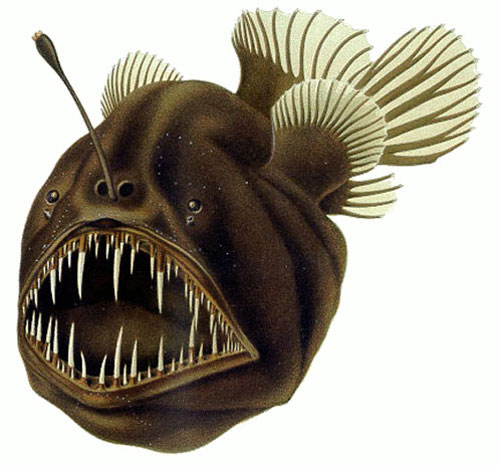 کشف ماهی عجیب و ترسناک Anglerfish