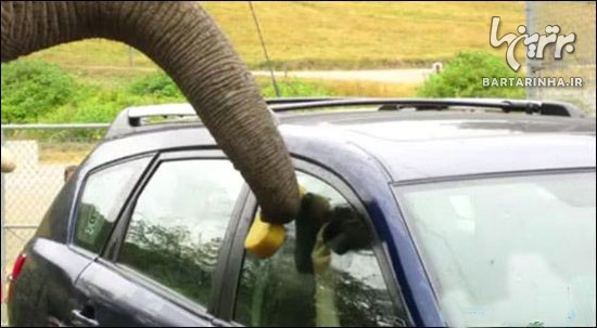 فیل های ماشین شور! +عکس