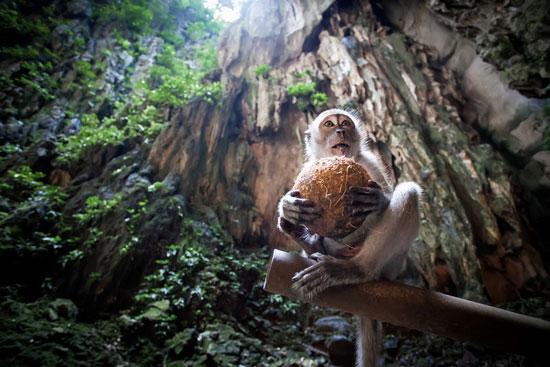 غاری تسخیر شده به دست میمون ها در مالزی