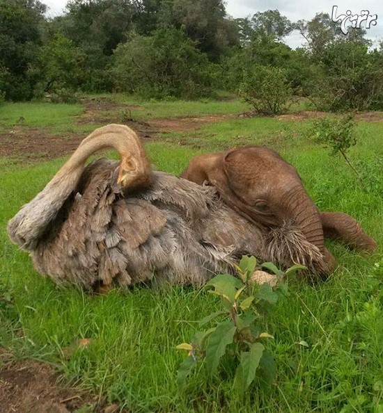 محبت و مادری شترمرغ نسبت به بچه فیل یتیم