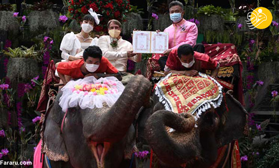 عروسی دسته‌جمعیِ سوار بر فیل در ولنتاین
