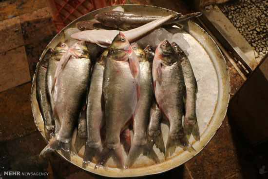 گشتی در بازار ماهی فروشان آبادان