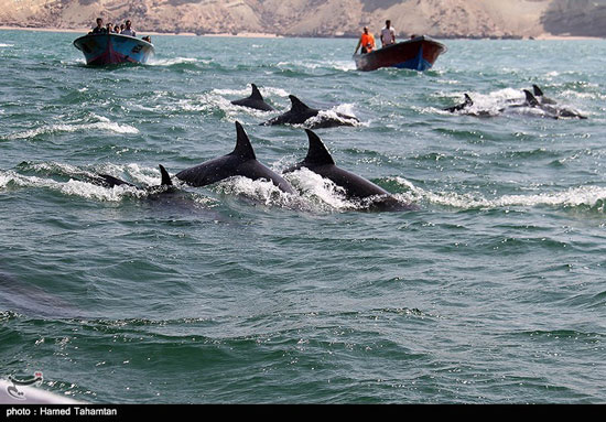 عکس:این دلفین‌ها جیب مردم را هدف گرفتند!