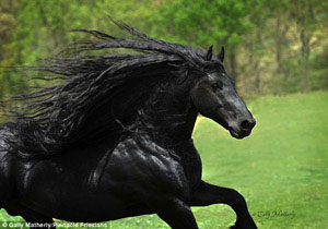 فردریک، زیباترین اسب جهان +عکس