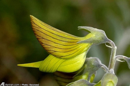 گیاهی با شباهت عجیب به یک پرنده!