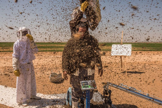دفن شدن مرد سعودی زیر ده‌ها کیلوگرم زنبور!