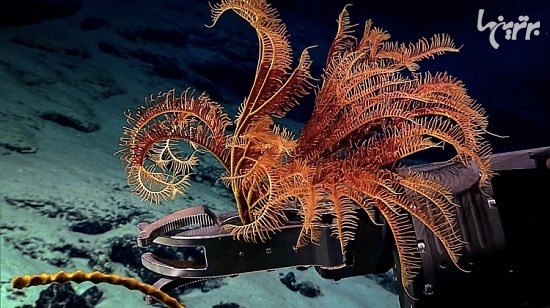 تصاویر جالب از حیات کف اقیانوس