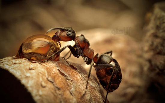 مورچه ها چپ دست هستند!