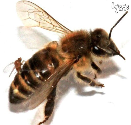 وقتی زنبورها زامبی می شوند! +عکس
