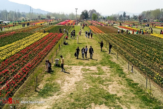 جشنواره گل‌های لاله در بهشت روی زمین