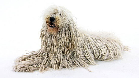 ظاهر متفاوتِ سگ کومندور یا سگ گله مجاری