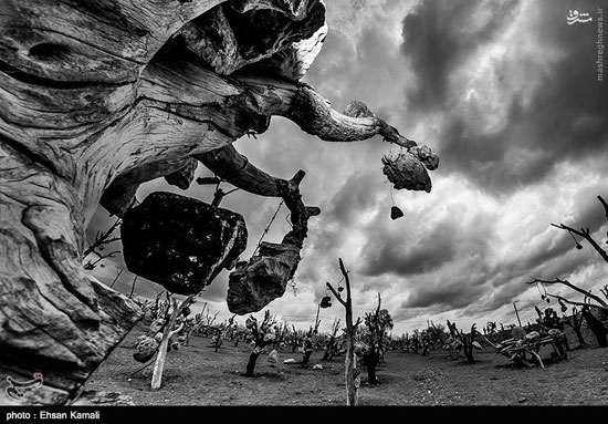 عکس: درختانی با میوه‌های سنگی در ایران