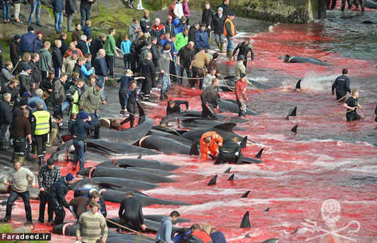 عکس: قتل عام نهنگ‌ها در جزایر فارو (16+)