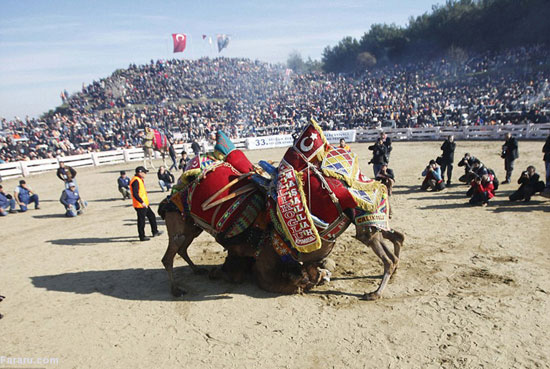 عکس: رقابت‌های کُشتی شتر ها در ترکیه!