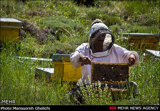 عکس: پرورش زنبور عسل