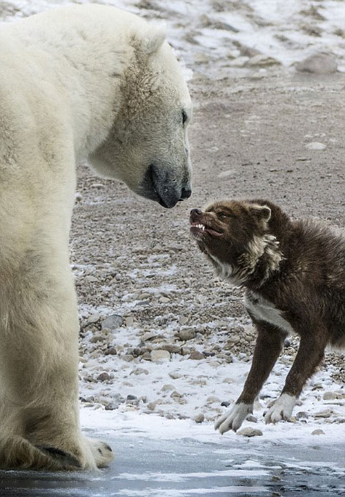 تهدید سگ نگهبان خرس را ترساند! +عکس