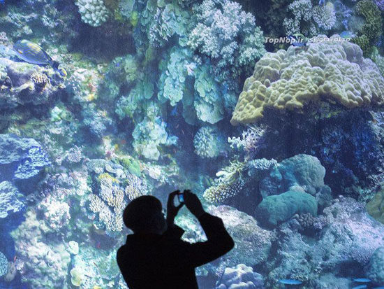 نمایشگاه صخره های مرجانی بی‌نظیر +عکس