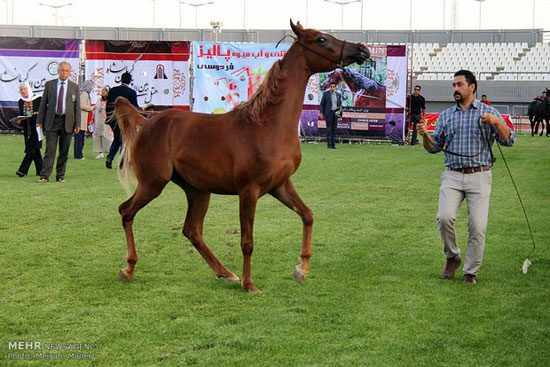 عکس: جشنواره زیبایی اسب عرب