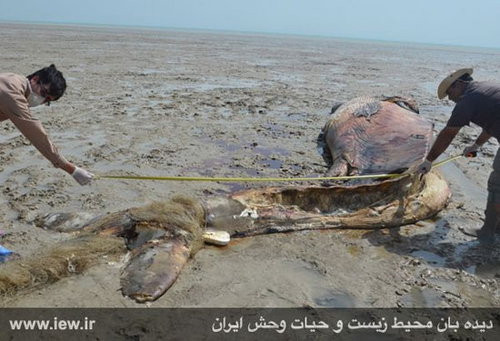لاشه نهنگ عظیم الجثه در خوزستان +عکس