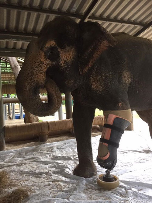 اولین فیلی که با پای مصنوعی راه می‌رود