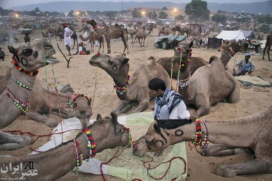 جشنواره شترها در هندوستان +عکس