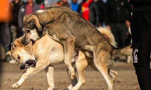تصاویری از جنگ سگ‌ها با شرط‌بندی!