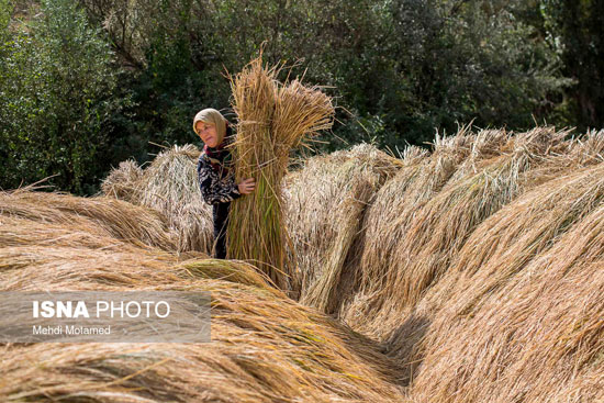 برداشت برنج به روش سنتی در الموت قزوین