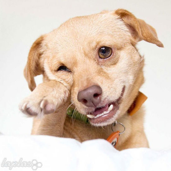 خوشبخت ترین سگ معلول دنیا! +عکس