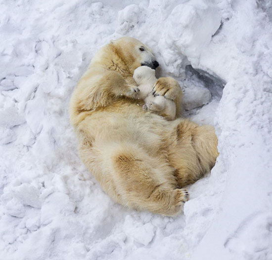 عکس: گرامیداشت روز جهانی خرس قطبی