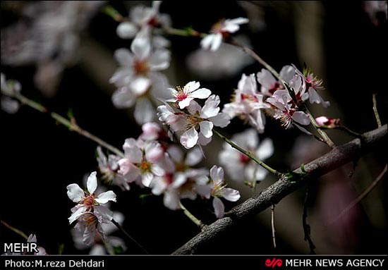 تصاویر: شکوفه‌های بهاری - زمستانی!