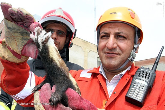 عکس: شکار راسوی نیم متری در مشهد