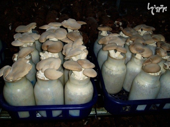 پرورش قارچ در تونل قطار