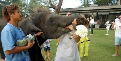 شوخی هولناک فیل با تازه عروس! +عکس