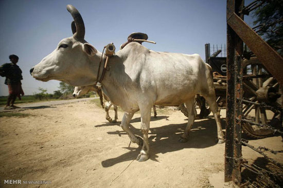 عکس: تقدس گاو در هند‎