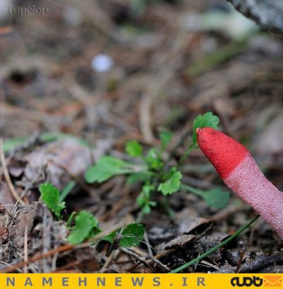 این قارچ، کثیف‌ترین گیاه دنیاست +عکس