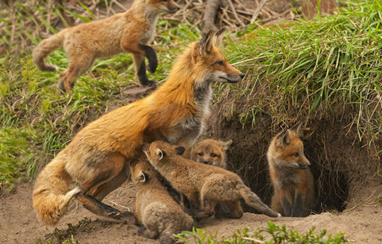 دانستنی‌های جالب مورد روباه‌ها