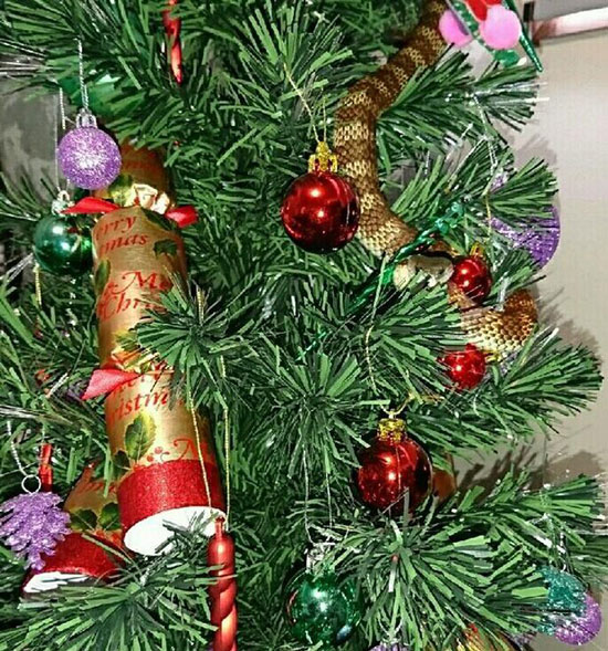 تزئین ناخواسته درخت کریسمس با مار سمی!