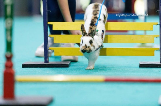 مسابقه دومیدانی خرگوش ها +عکس