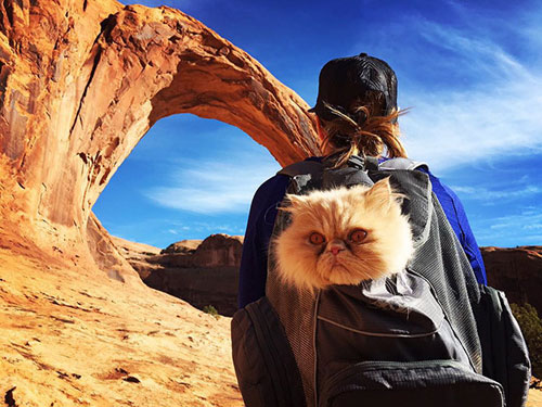 تصاویر جذاب و دیدنی از «گربه‌های خوش سفر»