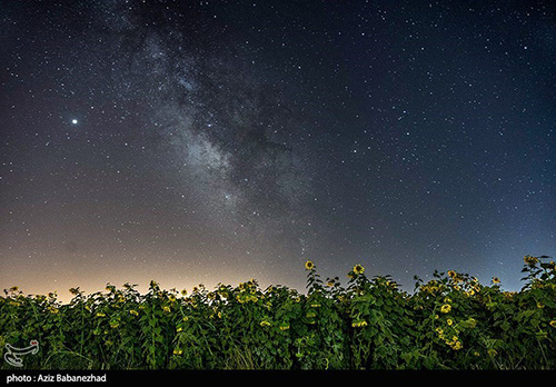 مزارع گل آفتابگردان در الشتر